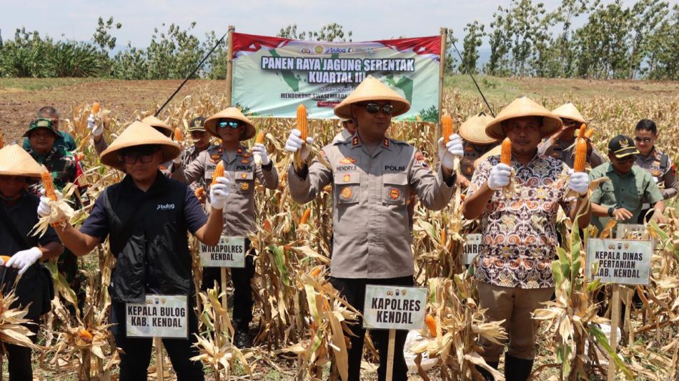 Polres Kendal Panen Raya Jagung Kuartal III Tahun 2025, Ini Harapan Kapolres