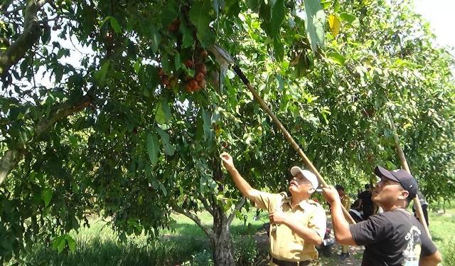Jambu Pranan 2