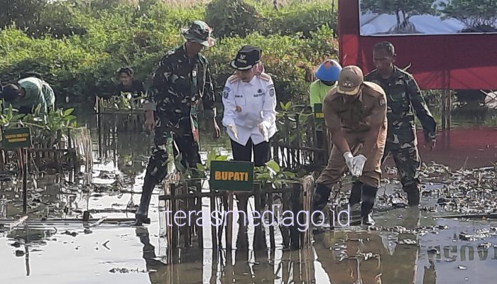 1500 Pohon Mangrove Ditanam di Pinggir Pantai Dusun Pilangsari, Ini Detailnya