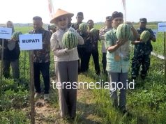 Bupati Kendal Nyaris Tidak Kuat Angkat Semangka, Karena Besar- Besar