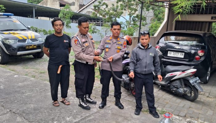 Jajaran Polsek Prambanan Evakuasi Ular Kobra, Kapolsek Minta Masyarakat Harus Waspada