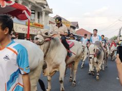 Gerobag dan Sapi Tunggang Meriahkan Rangkaian Saparan Yaaqawiyyu