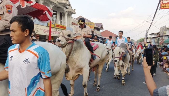 Gerobag dan Sapi Tunggang Meriahkan Rangkaian Saparan Yaaqawiyyu