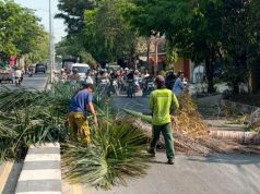 Antisipasi Risiko Kecelakaan, DLH Rembang Tebang Ratusan Pohon Palem Tua di Jalan Protokol