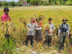 Petani Desa Wiro Bayat Aplikasikan Pupuk Organik Komsah, Panen Ubinan Setara 10,4 Ton